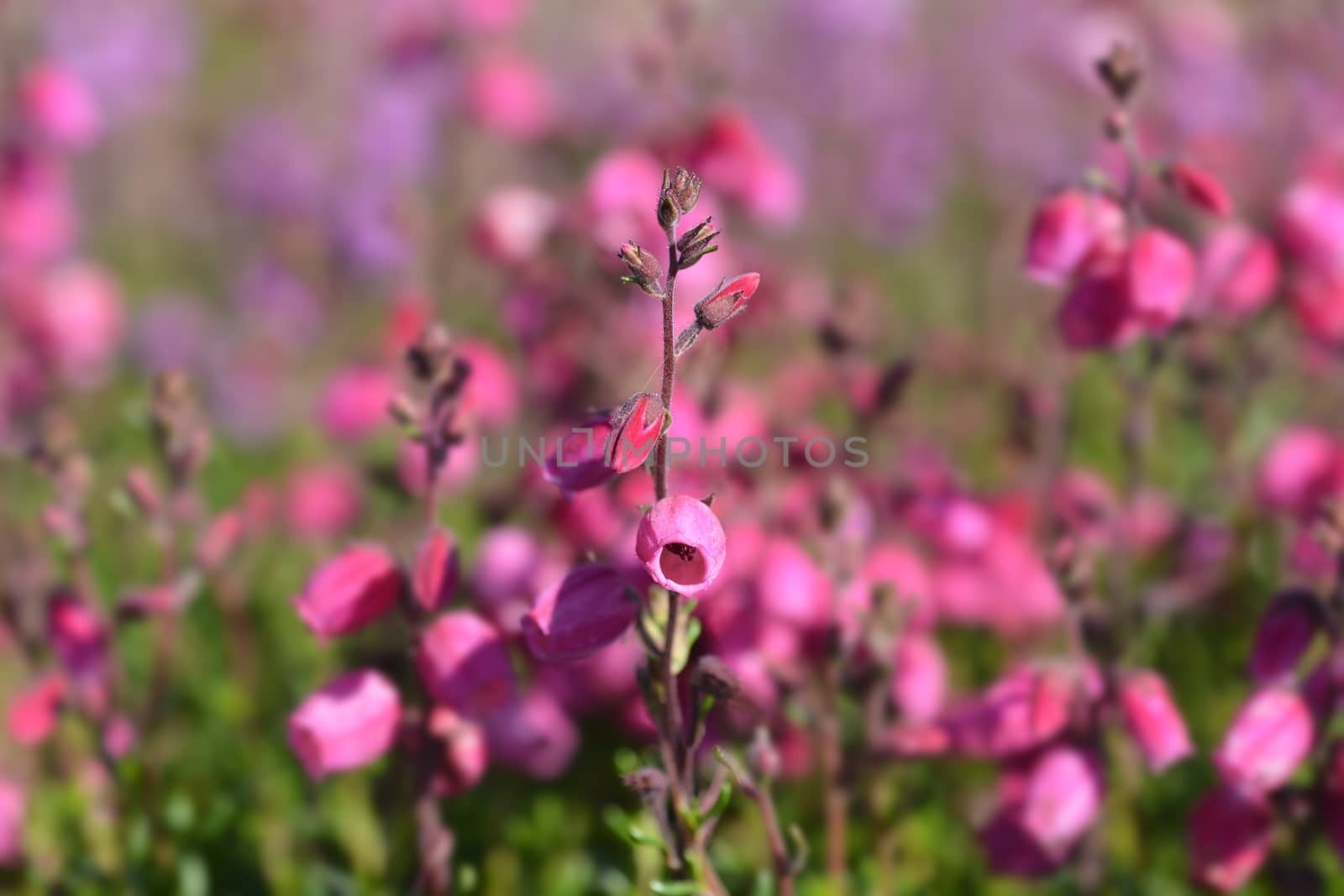 St Dabeocs heath pink flowers - Latin name - Daboecia cantabrica