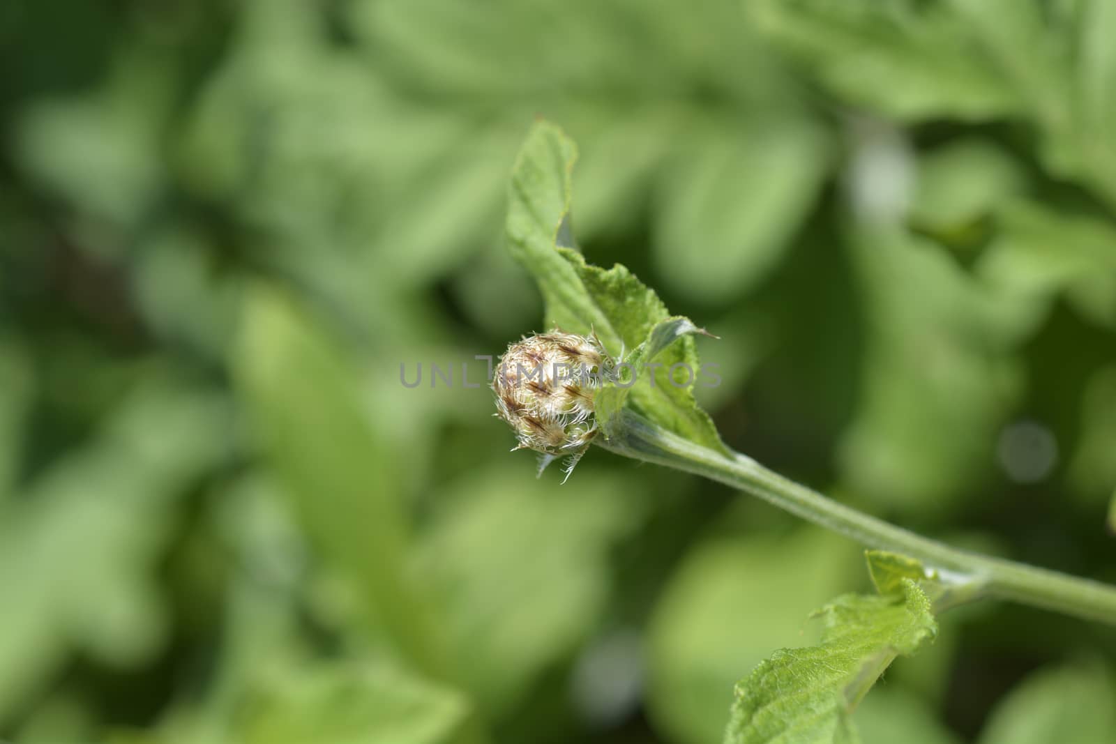 Pink Bachelors Button flower bud - Latin name - Centaurea pulcherrima