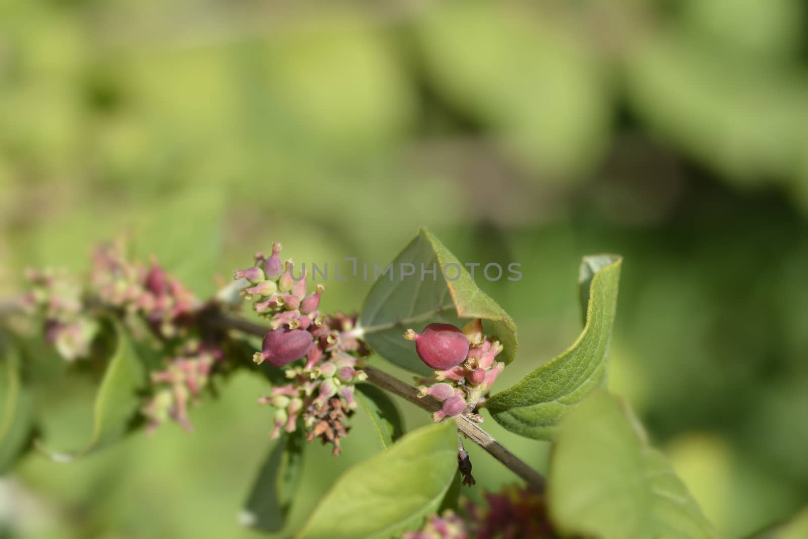 Coralberry branch - Latin name - Symphoricarpos orbiculatus