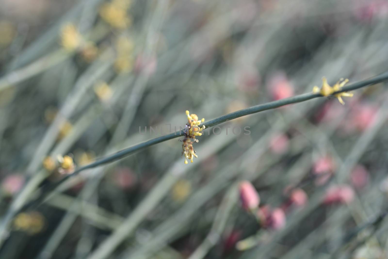 Leafless ephedra by nahhan