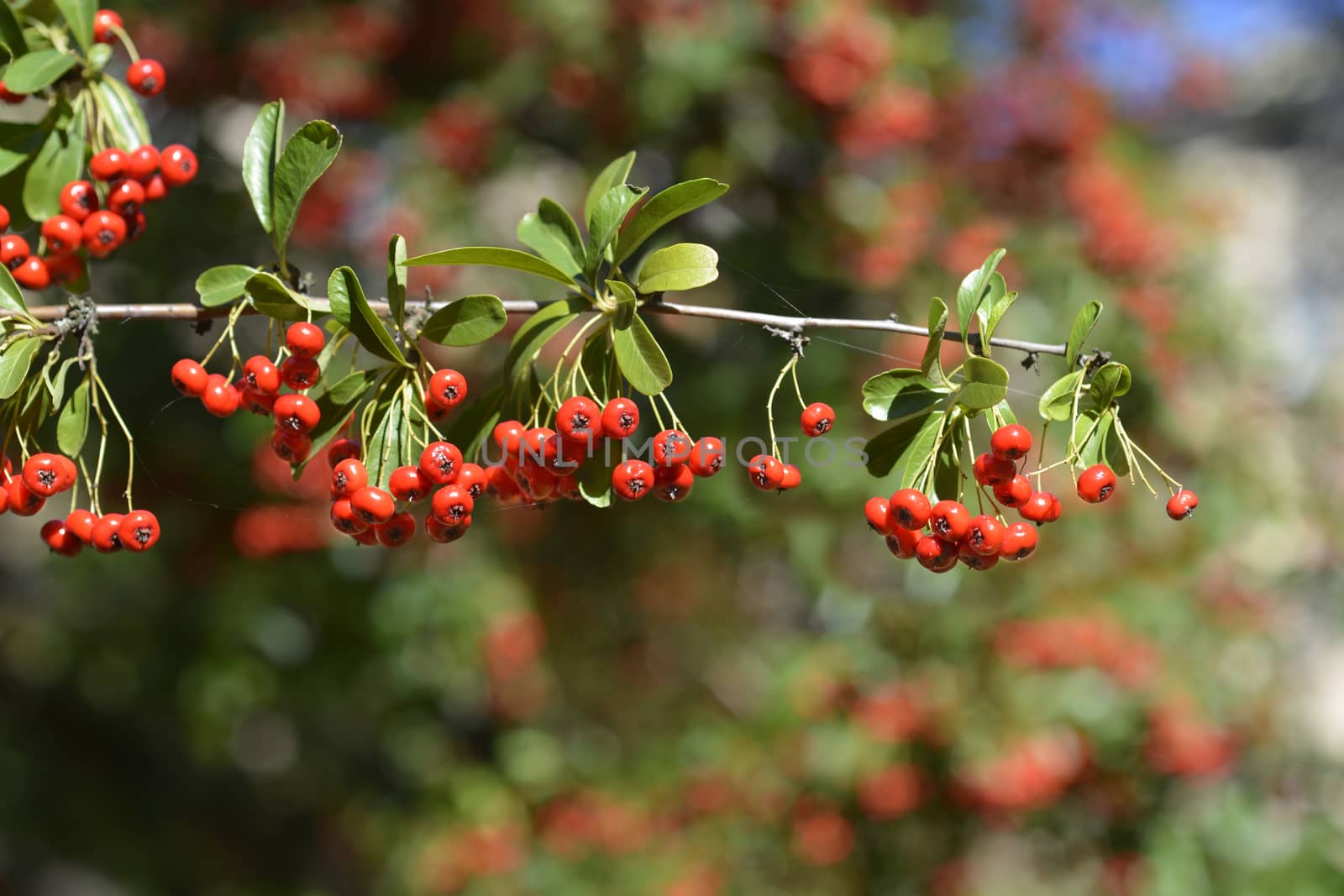 Narrow-leaf Firethorn - Latin name - Pyracantha angustifolia