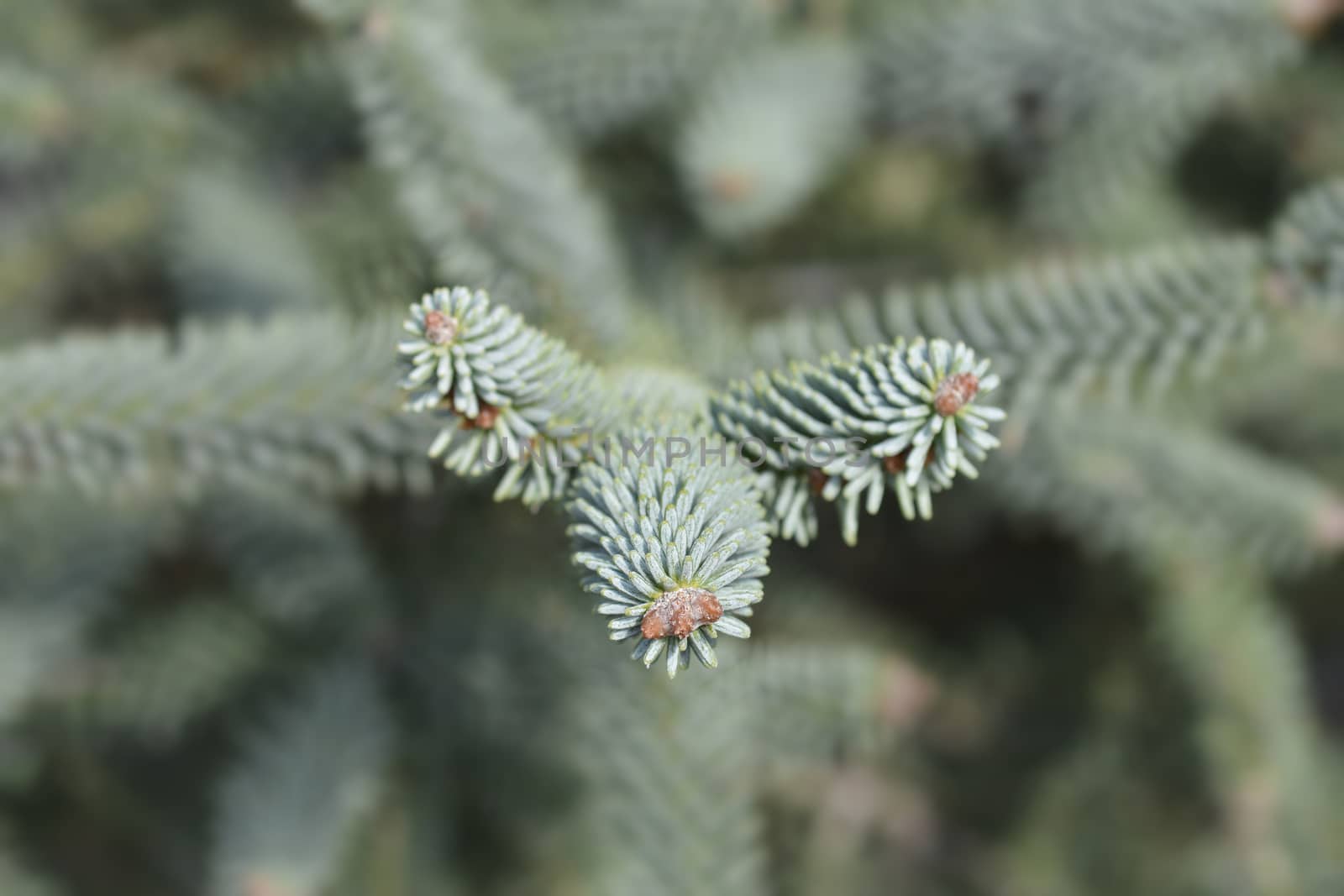 Blue Spanish Fir branch - Latin name - Abies pinsapo Glauca