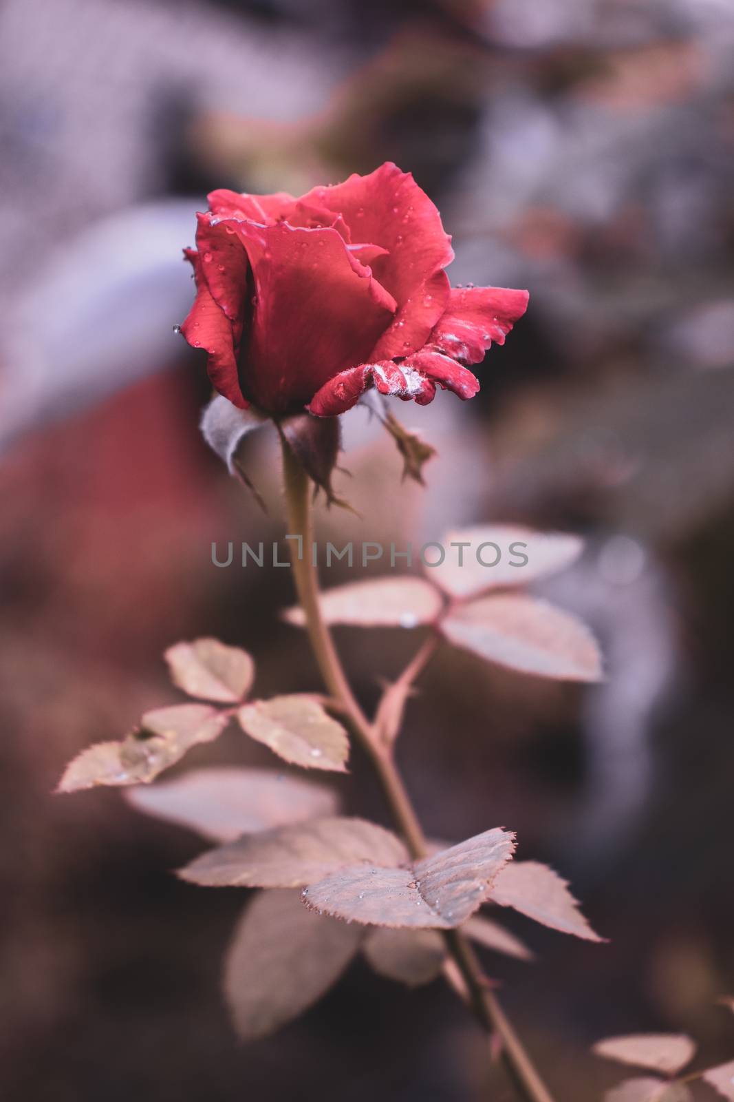 Morning dew on Rose flower petals by nilanka