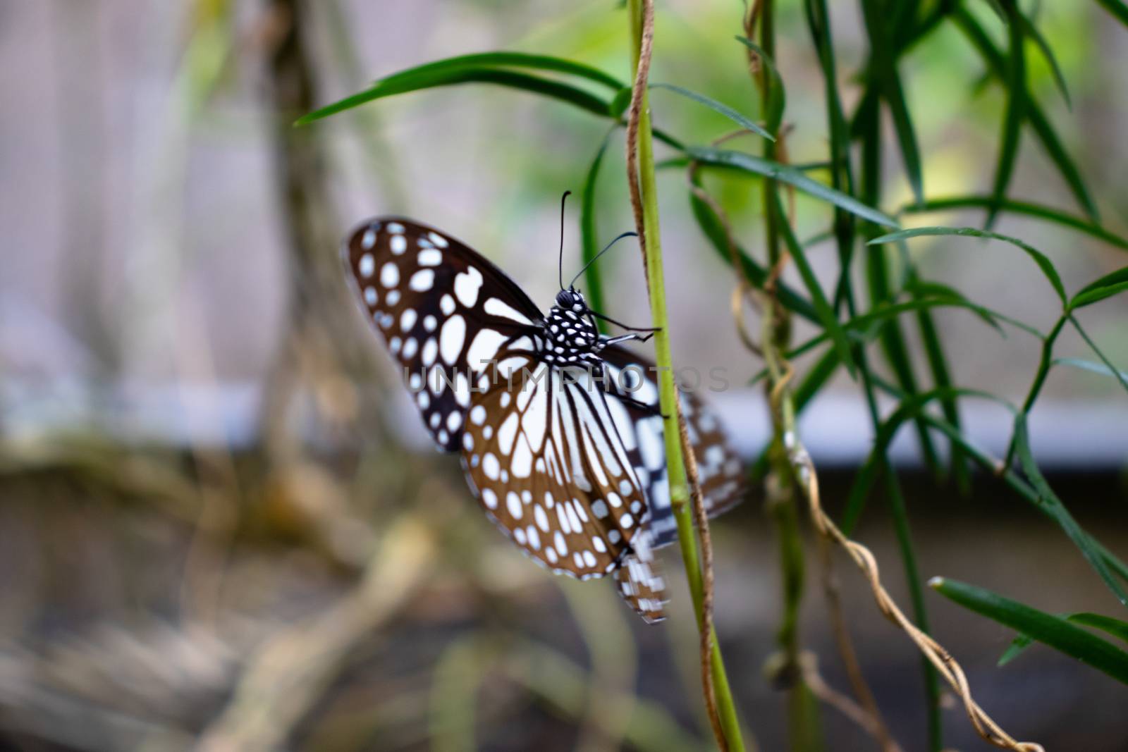 Butterfly enjoying morning bright sun light by nilanka