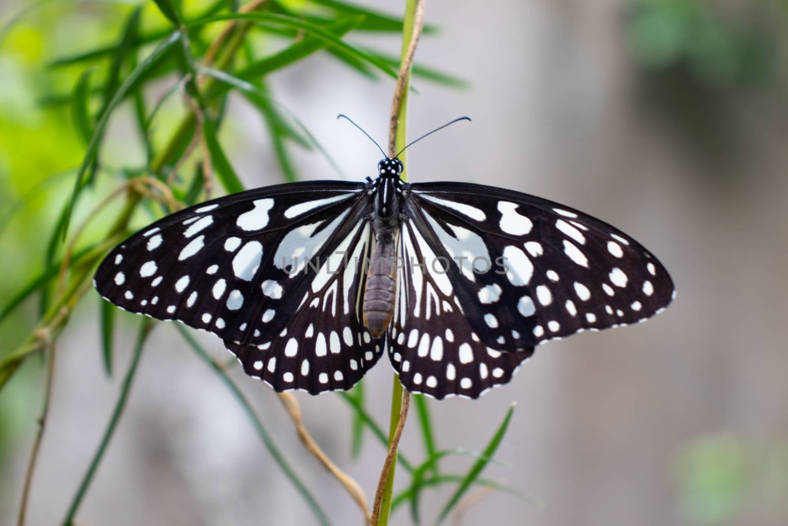 Black and White Butterfly wings stretched by nilanka