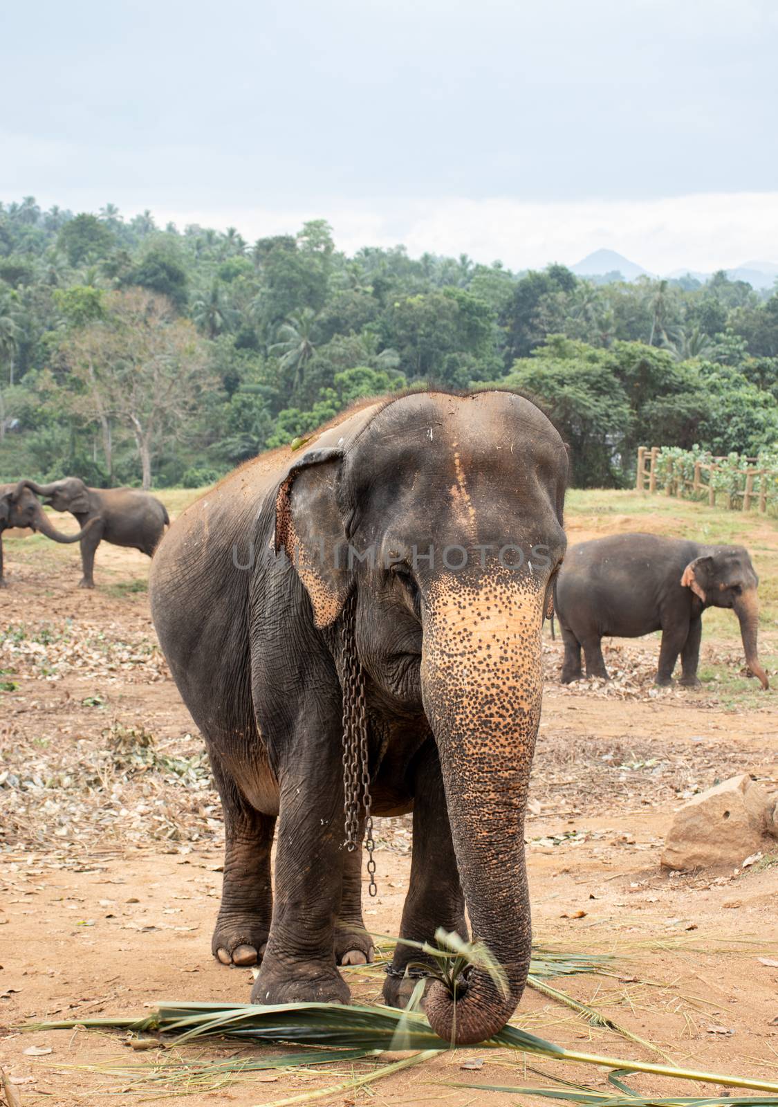 Wild Asian Elephant posing for a photograph by nilanka