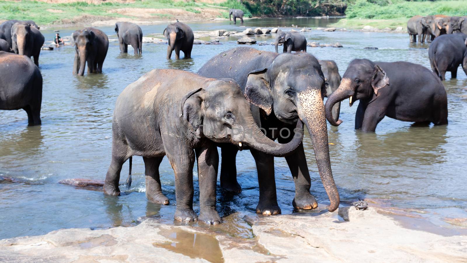 Young elephant love, caring for another in the river by nilanka