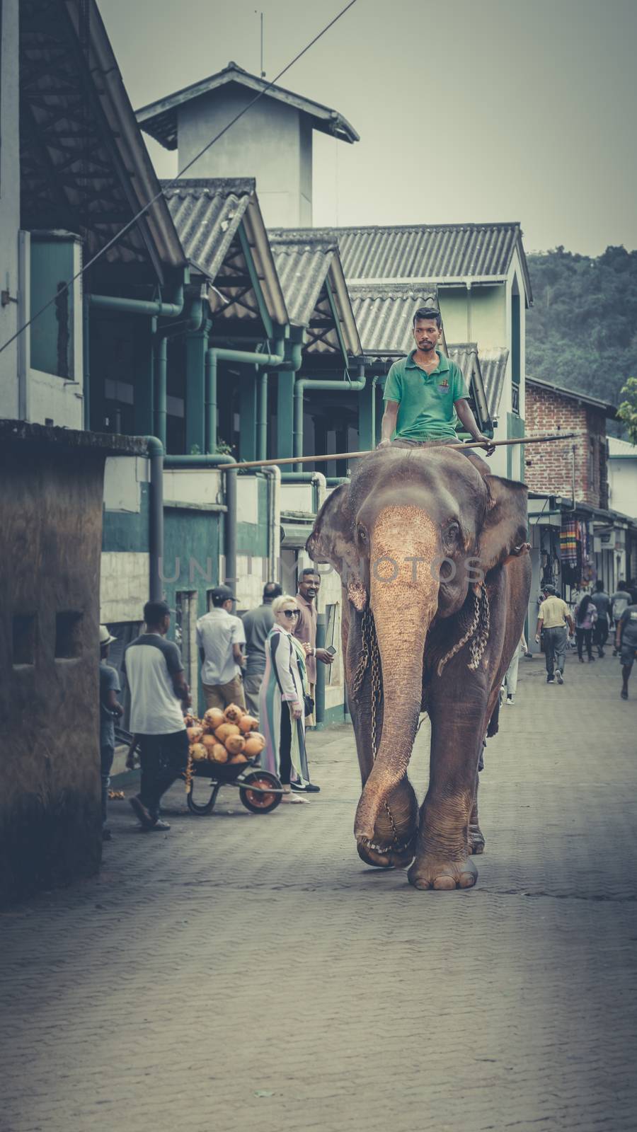Riding an elephant in a street Sri Lanka by nilanka