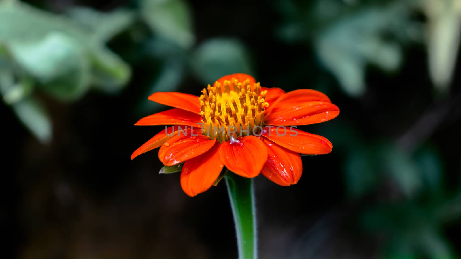 isolated garden daisy dew in in petals morning light