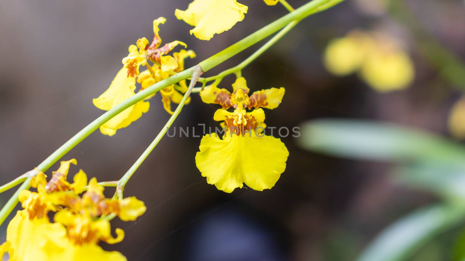 kandyan dancer flowers up close by nilanka