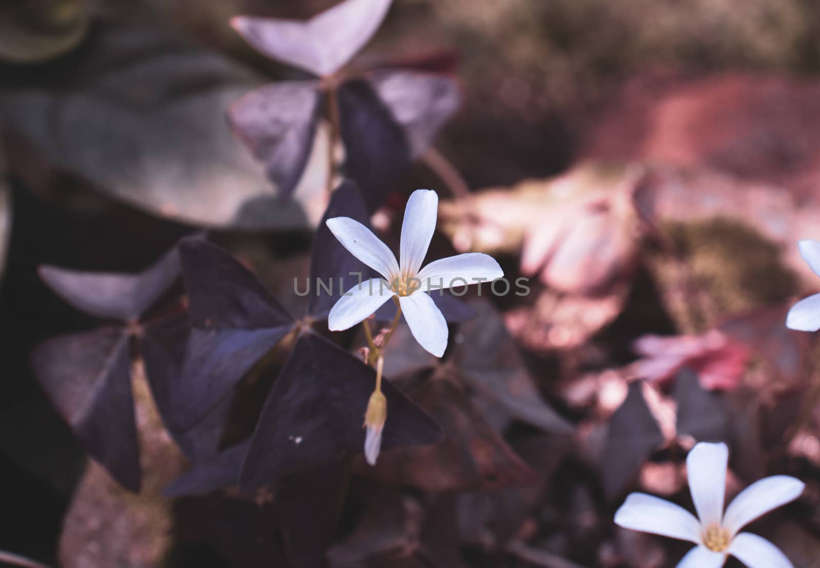 White false shamrock flower blossom in the garden pot