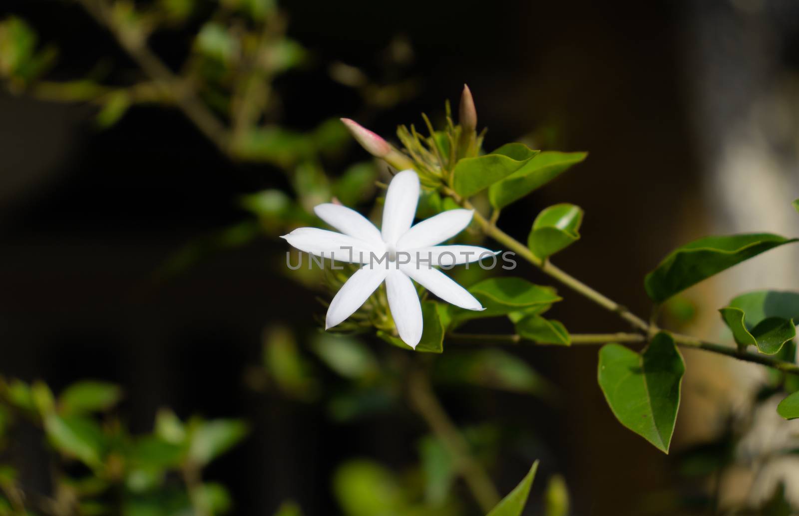 White Star Jasmine flower photograph by nilanka