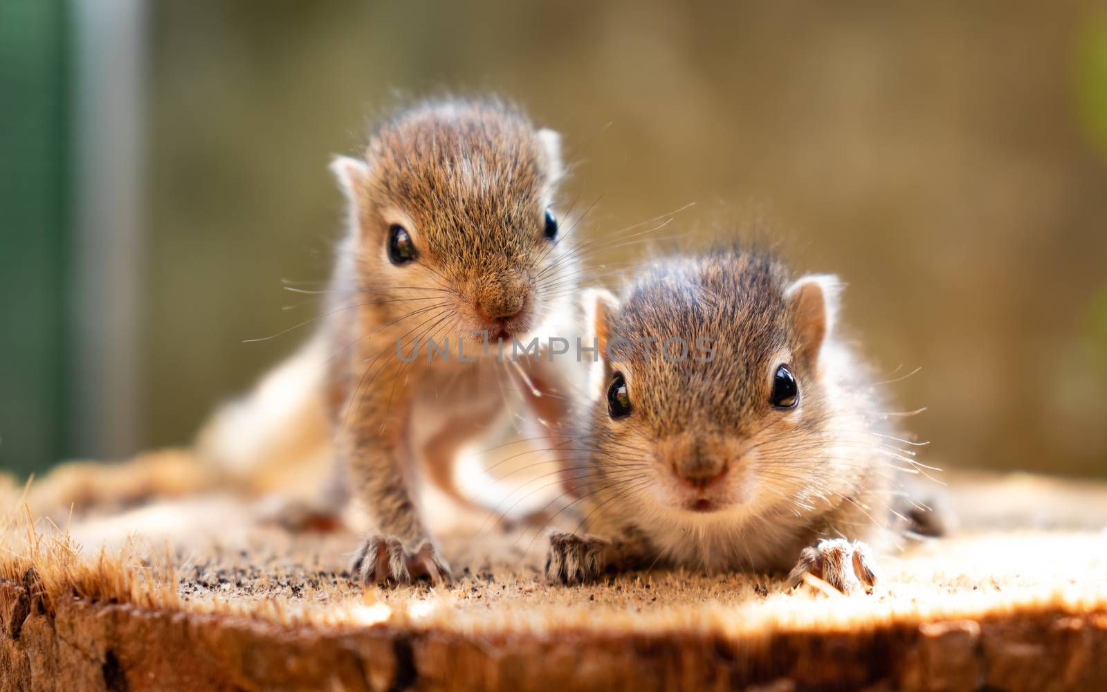 Baby squirrels looking out for their mother by nilanka
