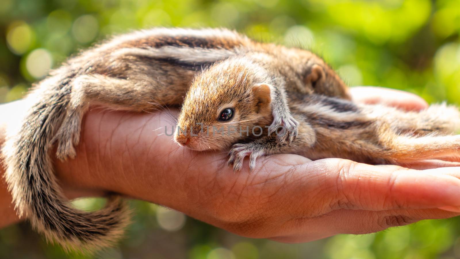 Cute small baby squirrels resting on girls hand by nilanka