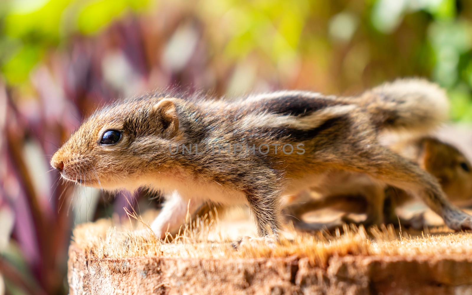 Cute abandoned Baby squirrels looking out for their mother by nilanka