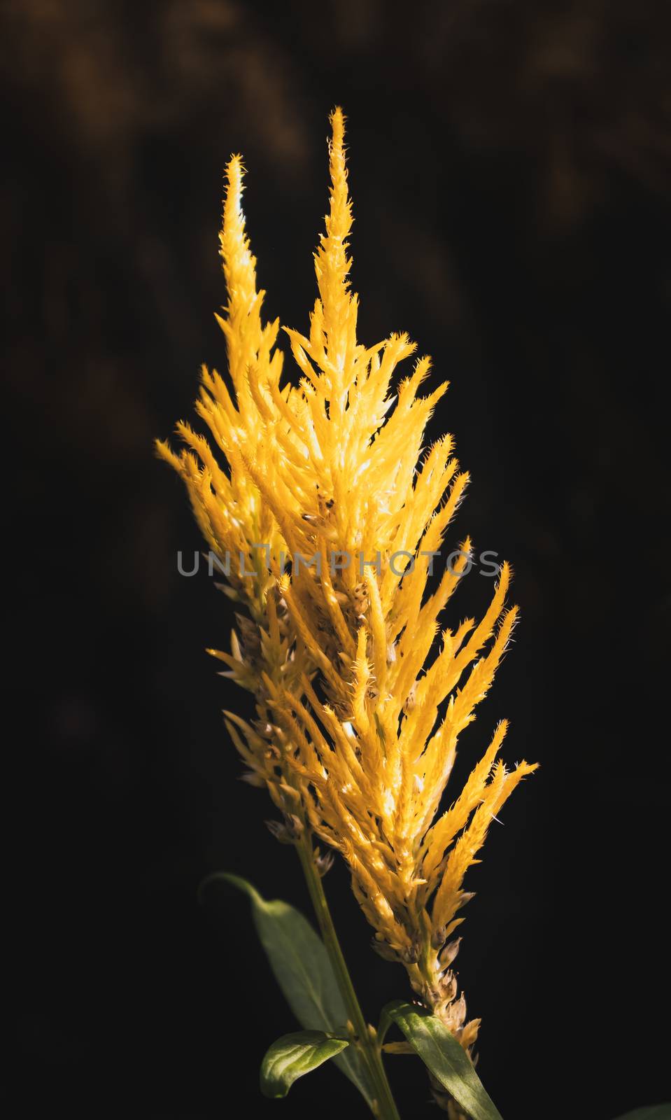 yellow pampas grass glowing in the evening light