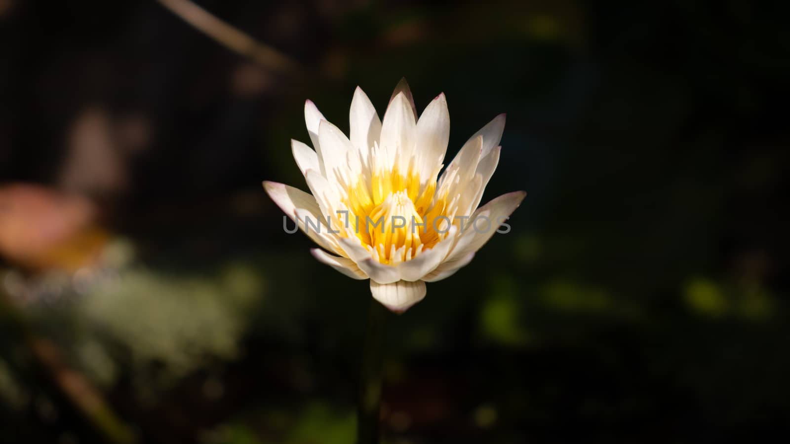 white water lily flower hits the early sun light