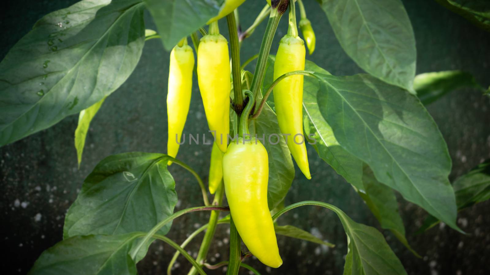 organic farming of banana pepper in home garden by nilanka