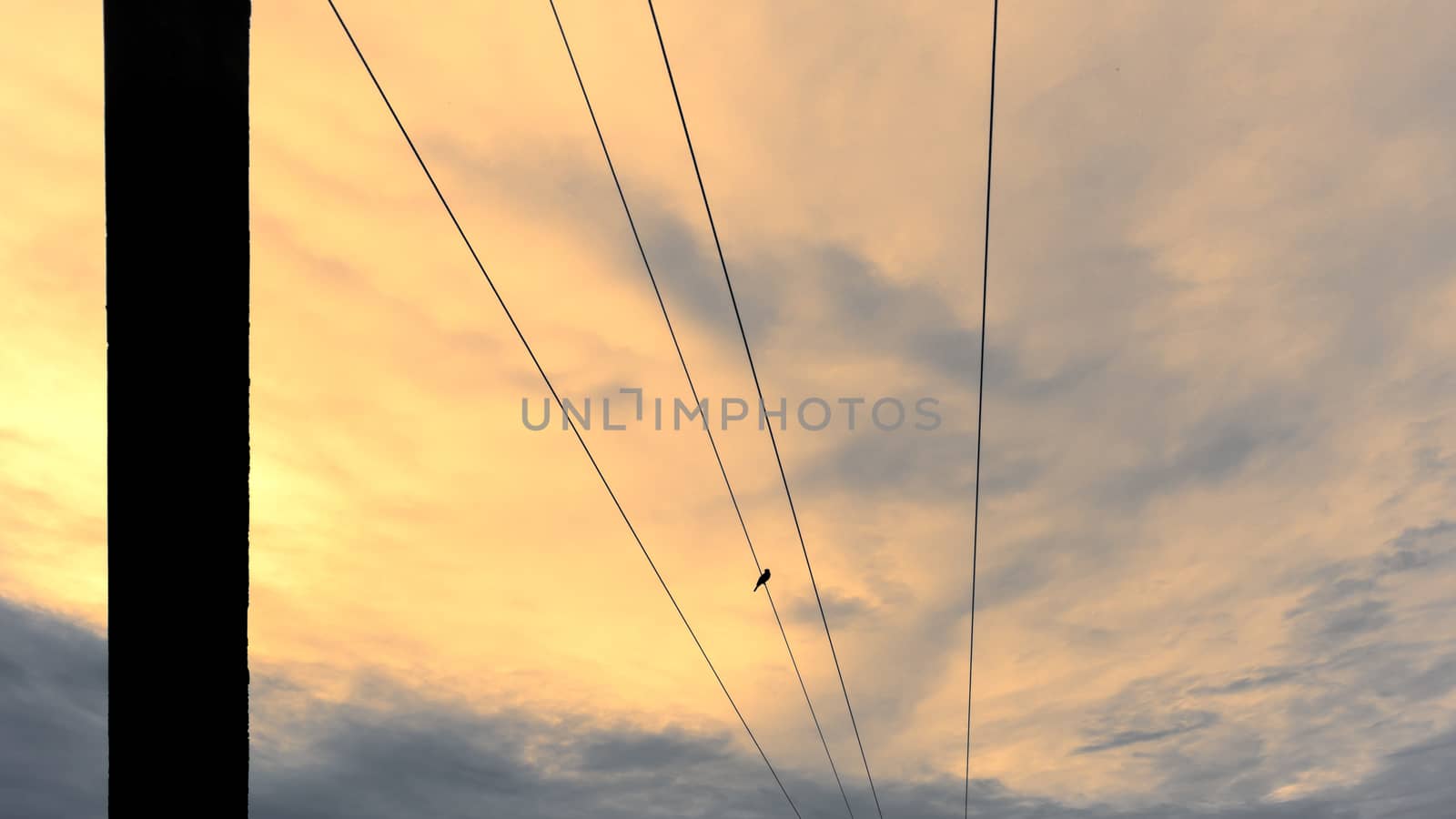 Parallel power lines meets in the horizon evening photograph by nilanka