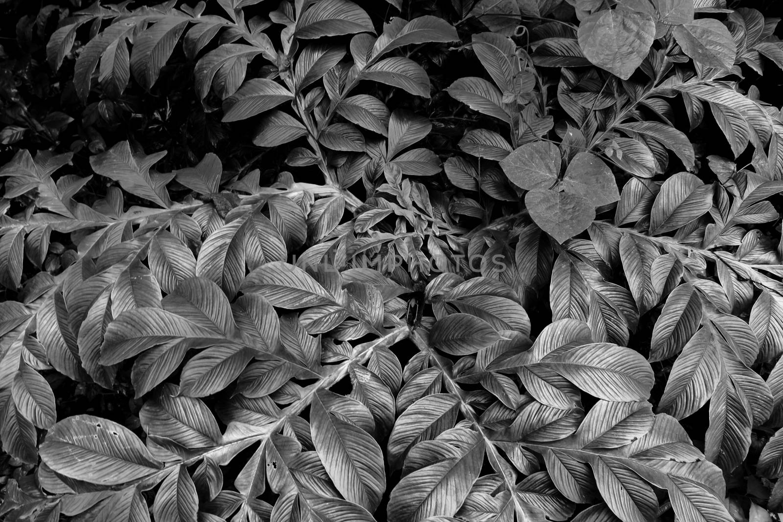 Black and White tree leaves pattern in nature by nilanka