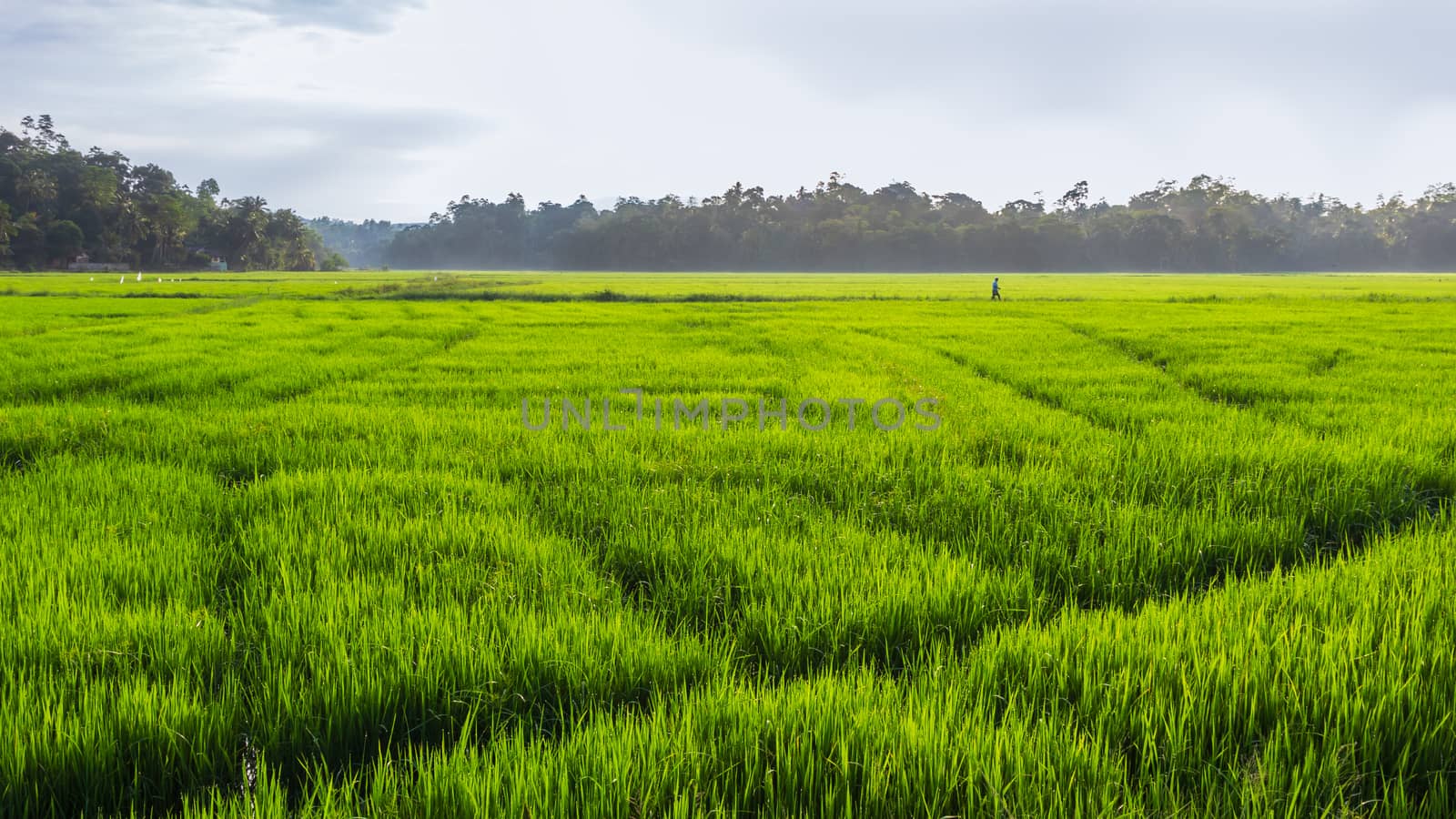 beautiful morning mist in paddy field photograph