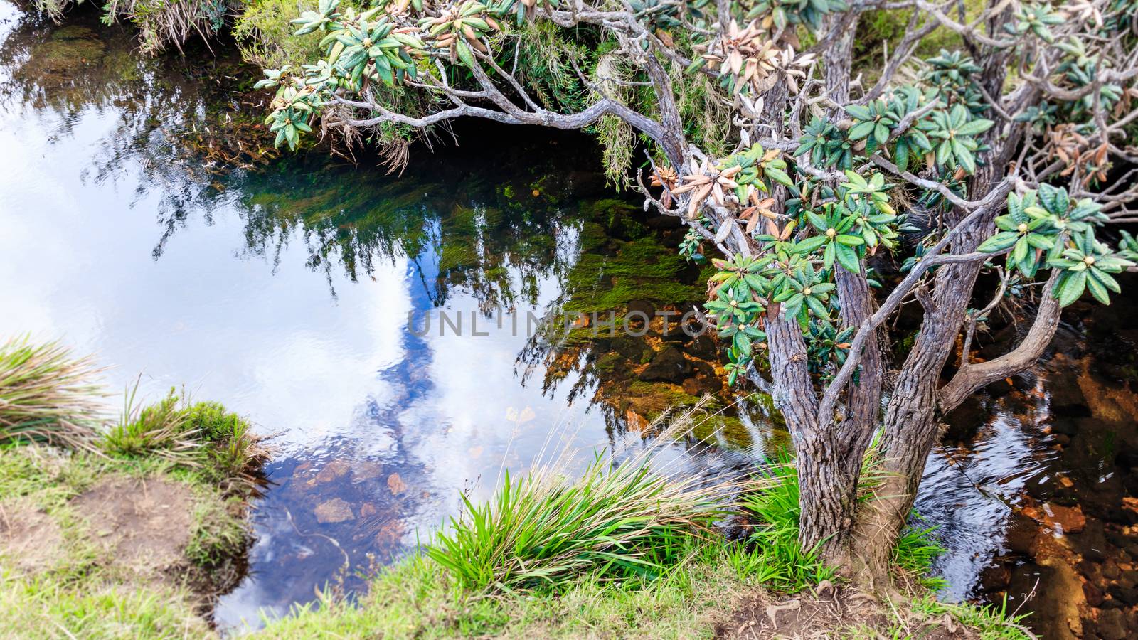 cold lake water reflection in horton plains by nilanka