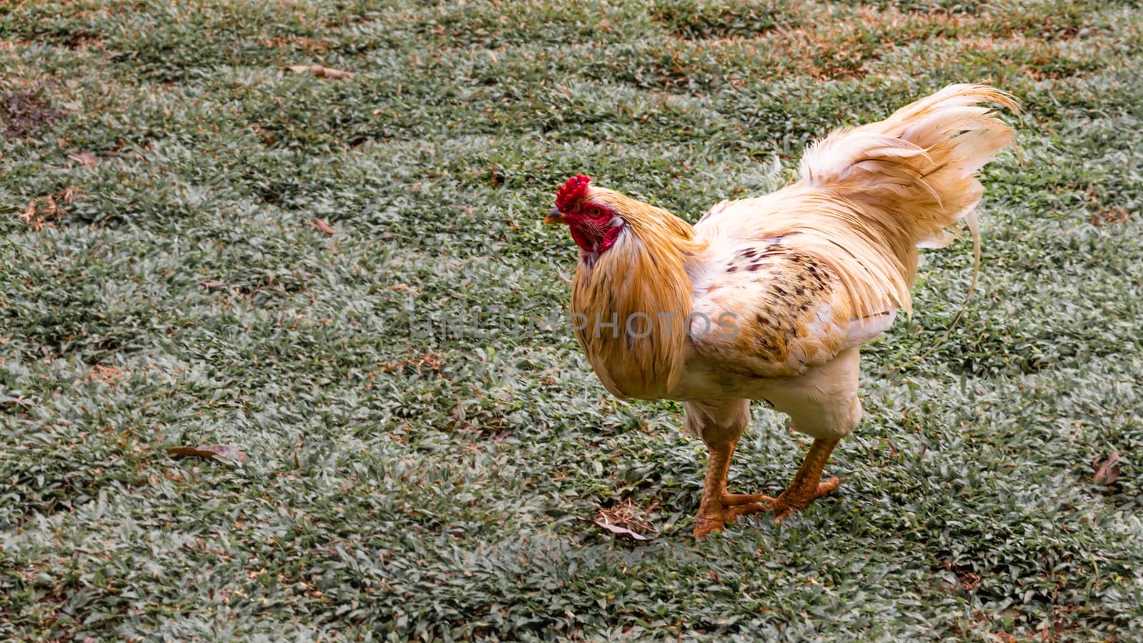 White Rooster on green grass by nilanka