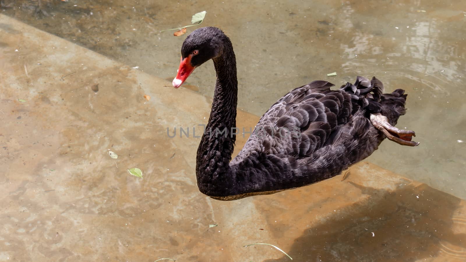 Black swan swimming in pond calmly by nilanka