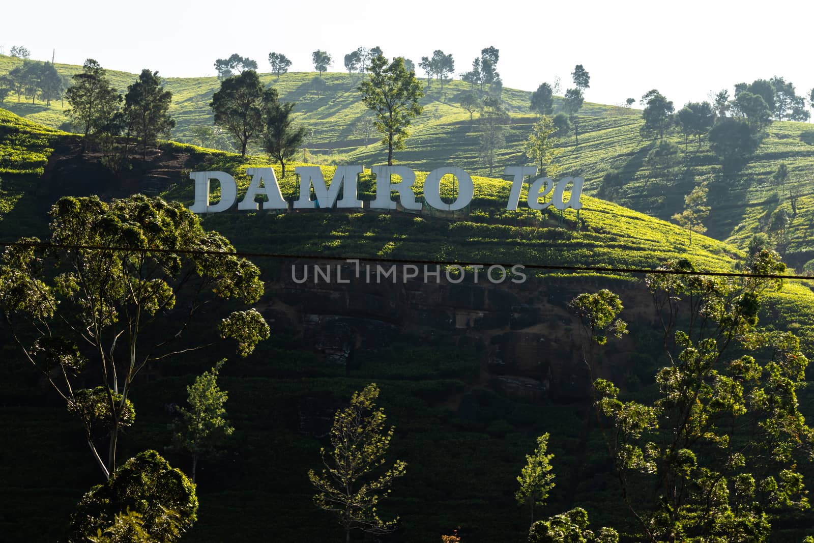 Tea plantation in nuwara eliya landscape photography