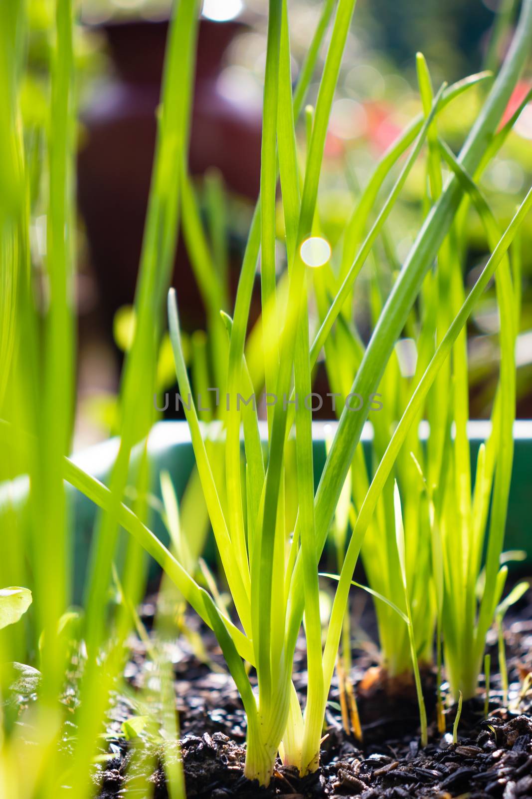 light passes through onion plants