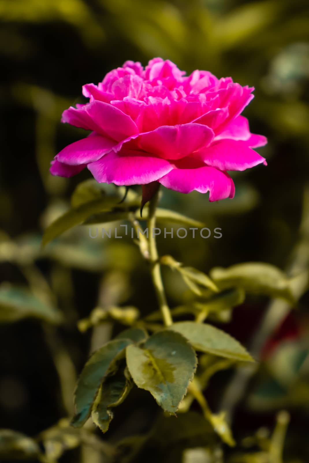 Garden Rose bloom in the early sun light