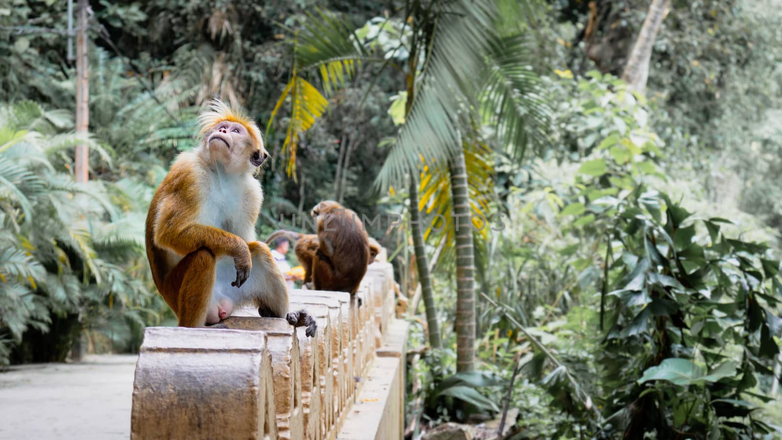 Relaxing time for monkey family in a temple Matara by nilanka