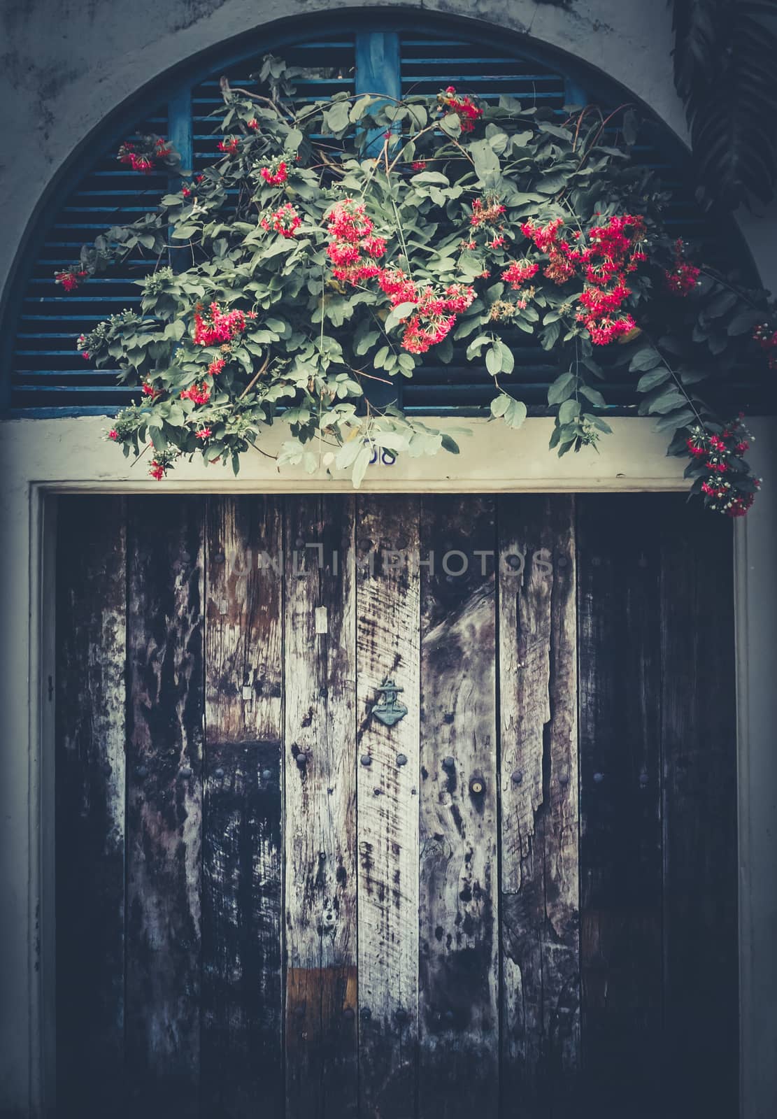 Old decay wooden door and flowers front view by nilanka