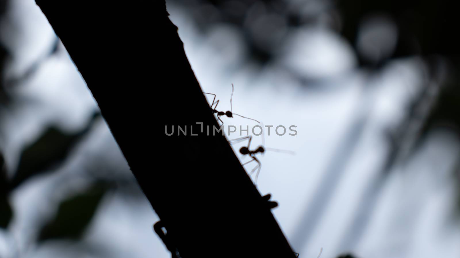 Ants silhouette in the dark tree trunk close up