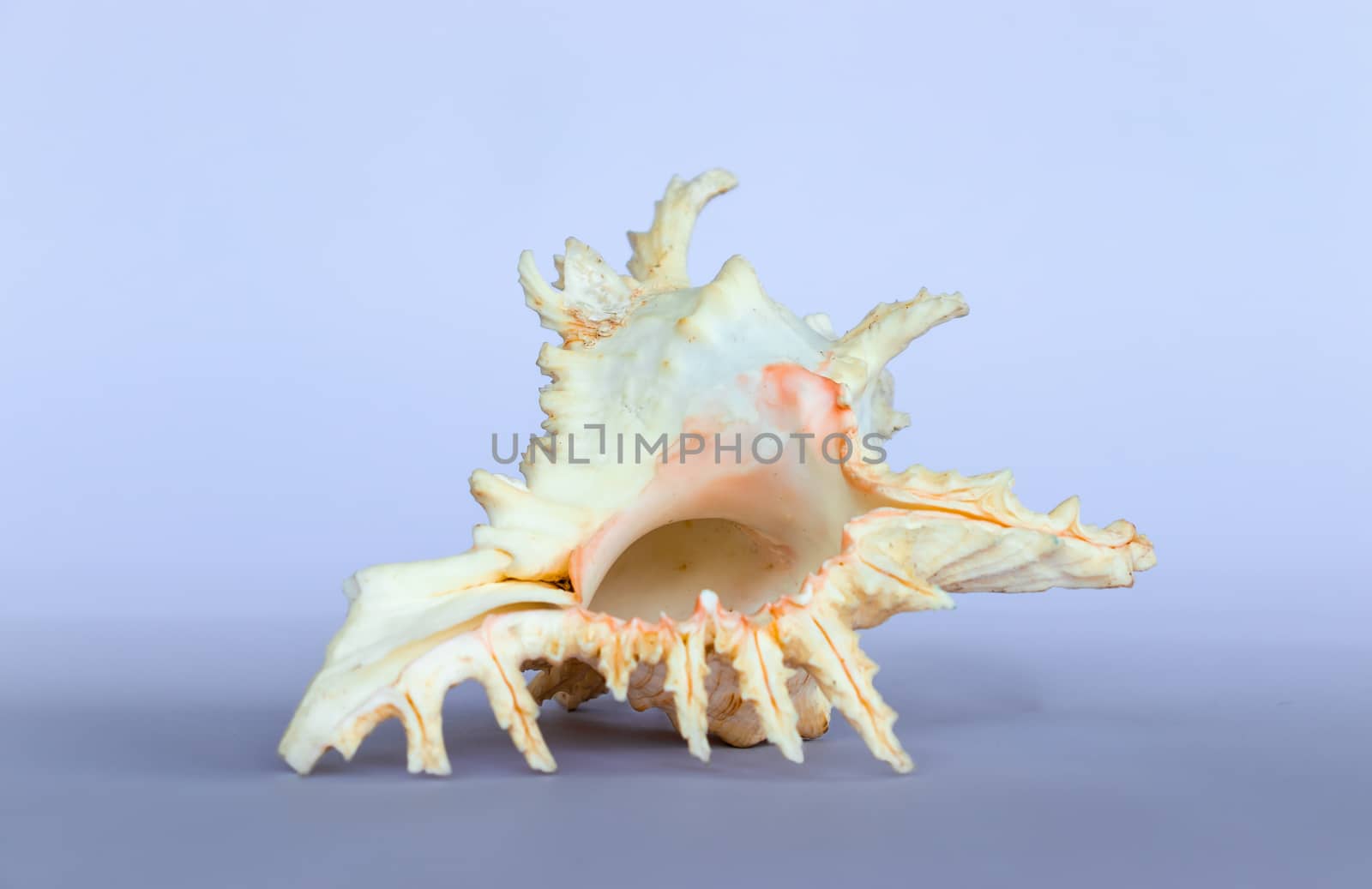 Ramose Murex Shell upside down view on a neutral background by nilanka