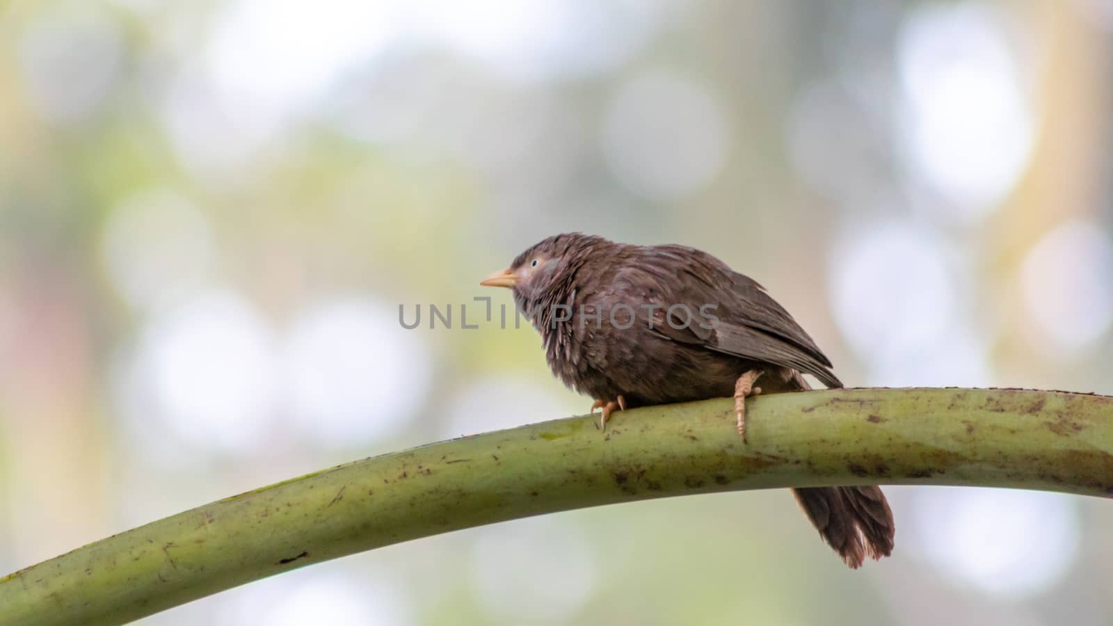 Yellow-billed babbler Bird in backyard crisp background by nilanka