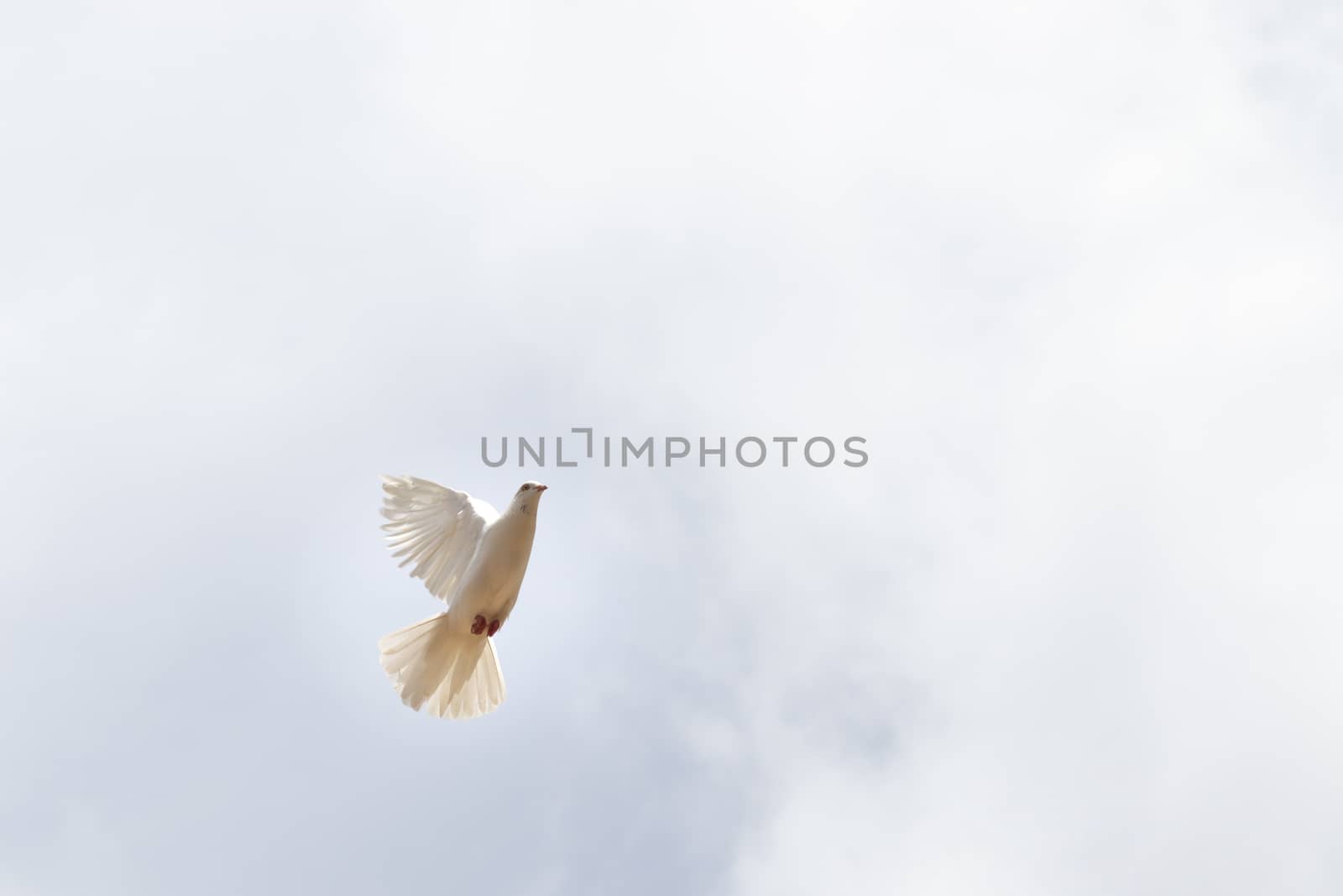 "The symbol of peace" White pigeon flying in the sky by nilanka