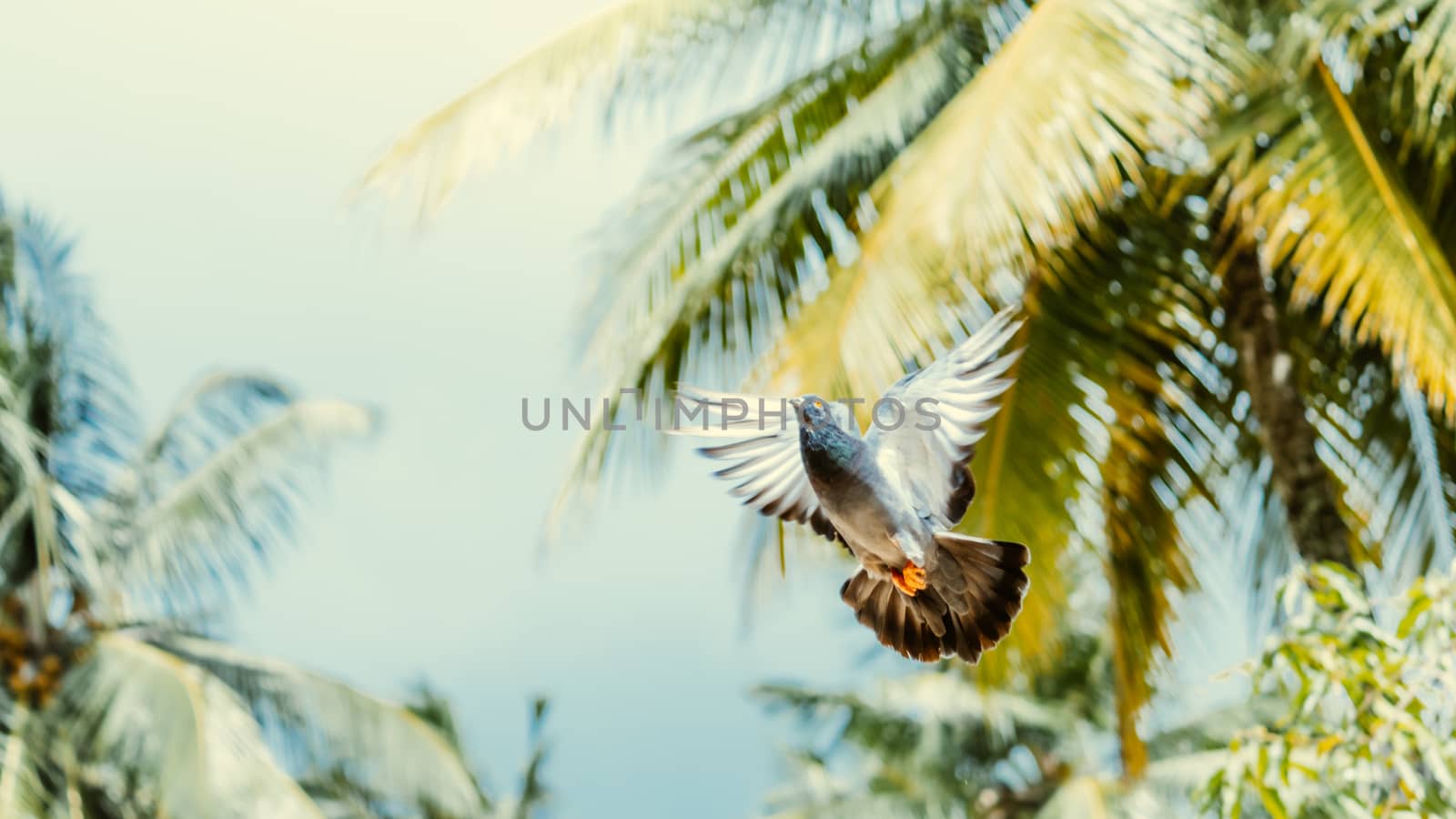 Pigeon flying against colorful background by nilanka