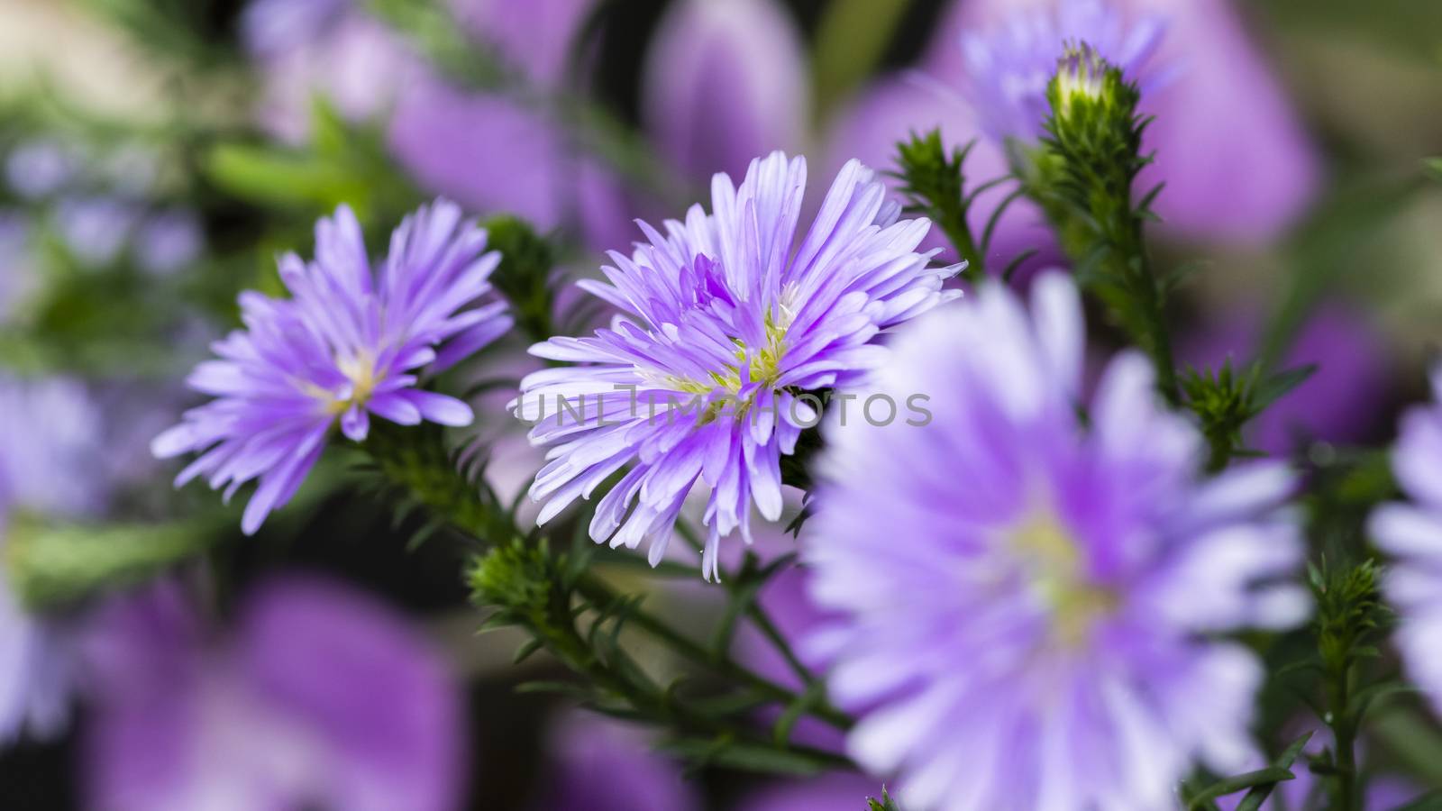 Purple Corn Marigold flower macro out of focus background