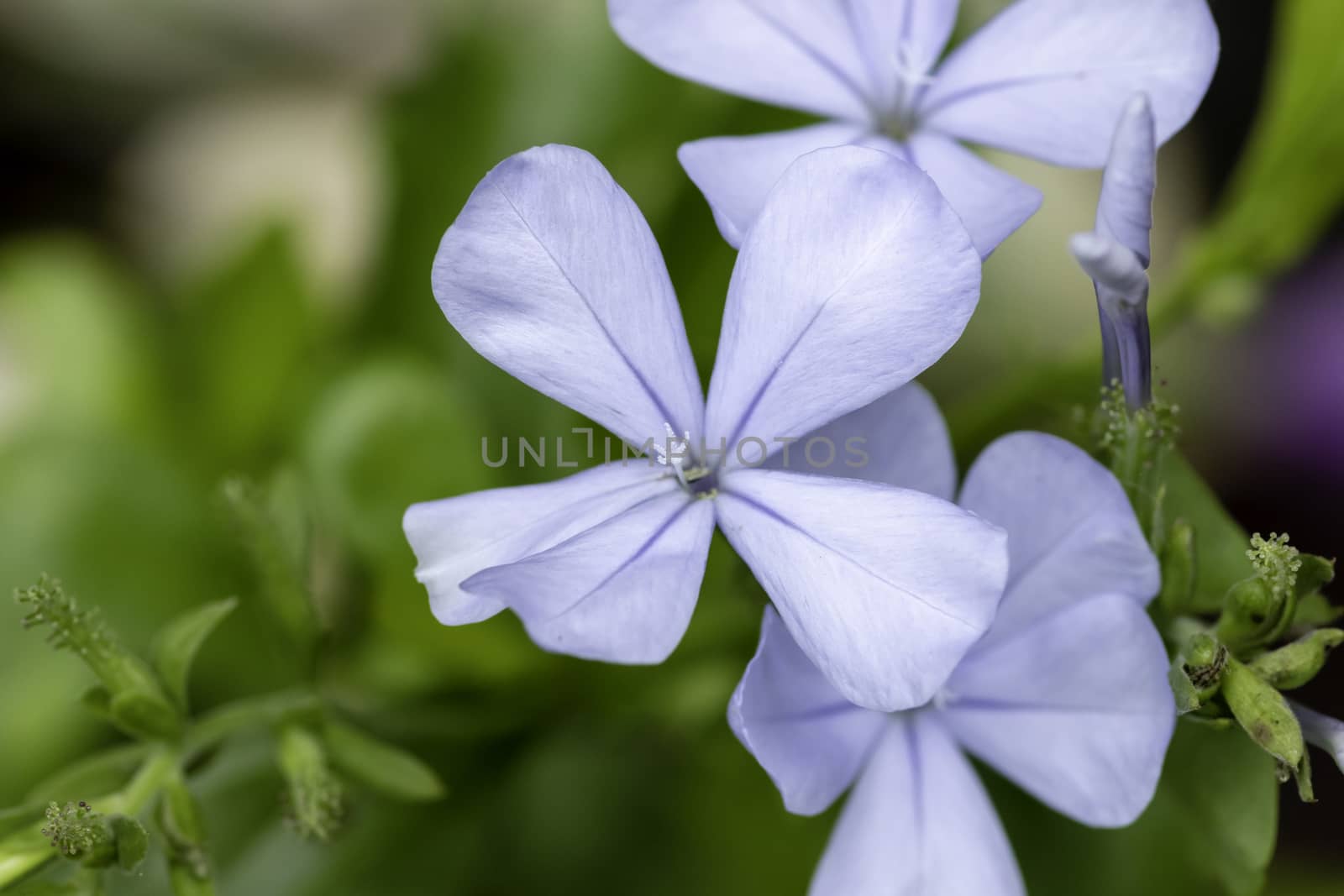 Small Blue Plumbago Flower macro out of focus background photograph by nilanka