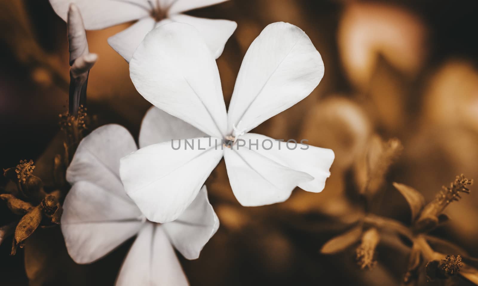 Small white Plumbago Flower macro out of focus background photograph by nilanka