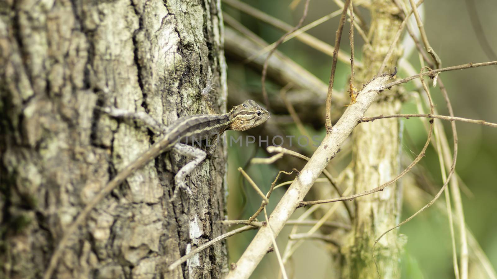 Endemic Agamid Lizard on tree close up