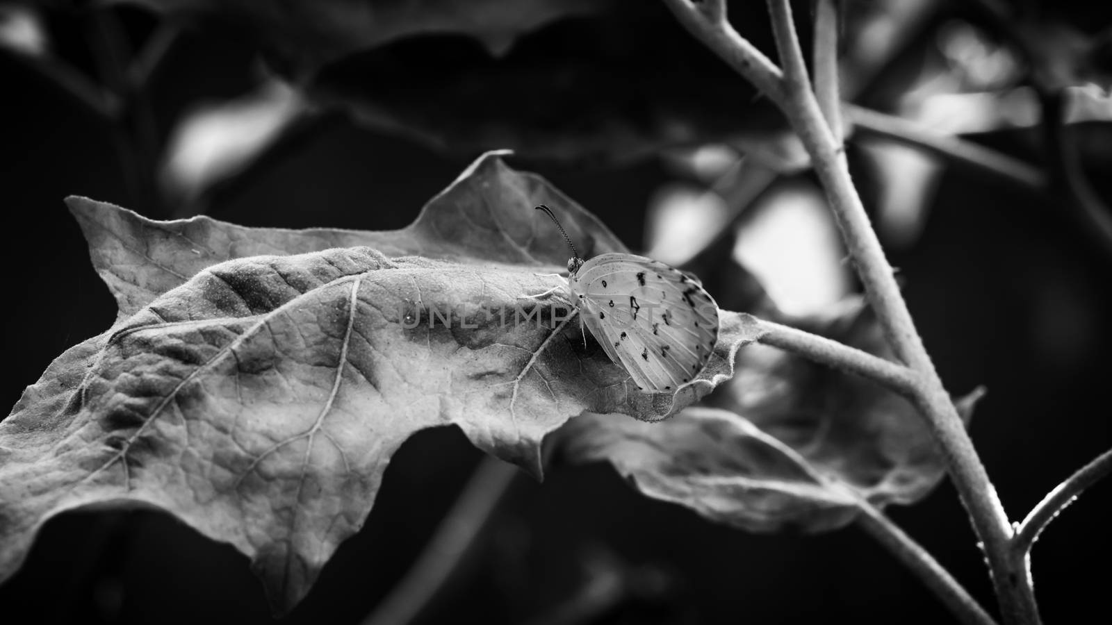 Close up black and white photograph of a beautiful butterfly by nilanka