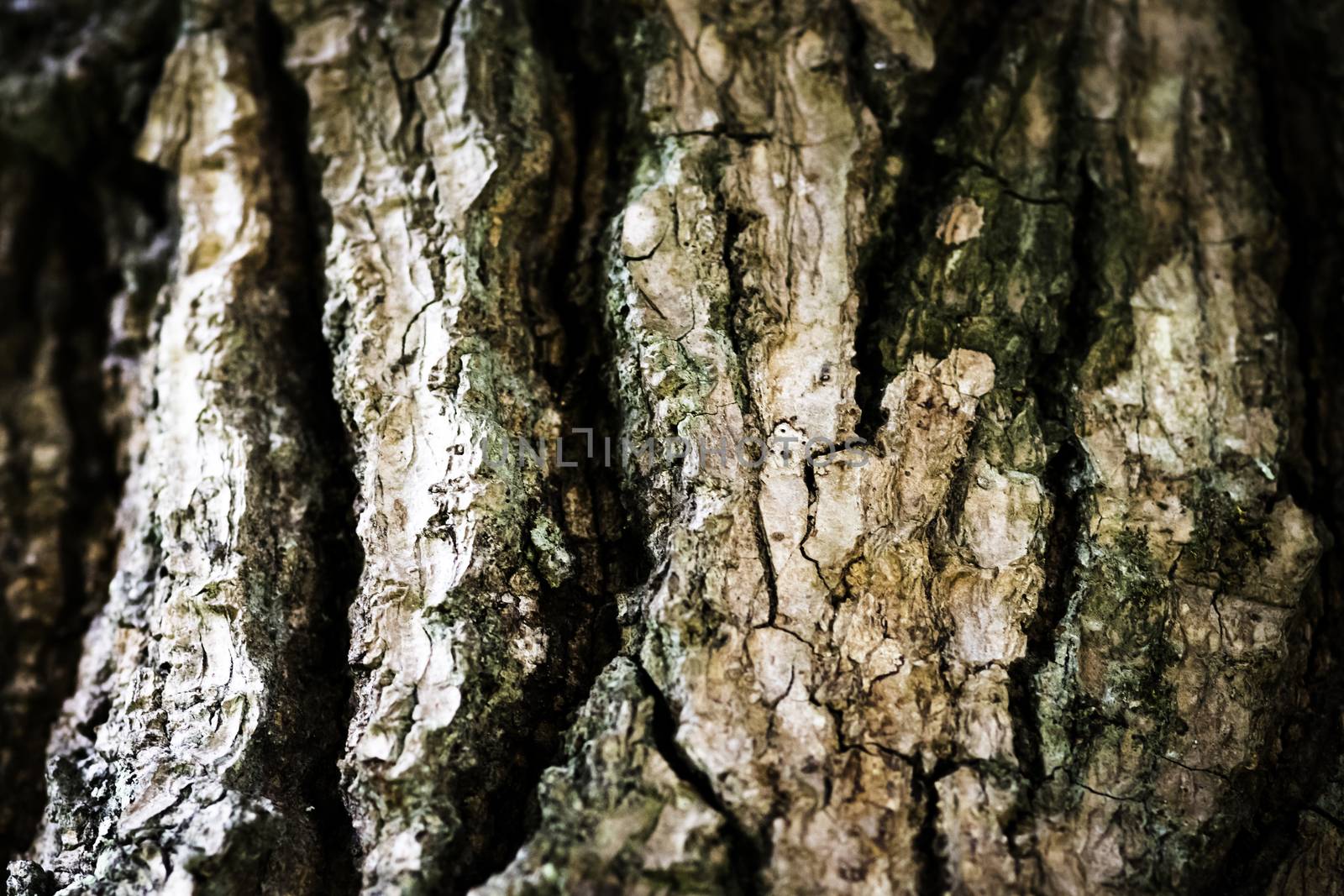 Tree trunk close up photograph