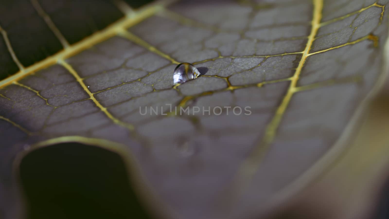 Life lines of a Leaf macro photograph by nilanka
