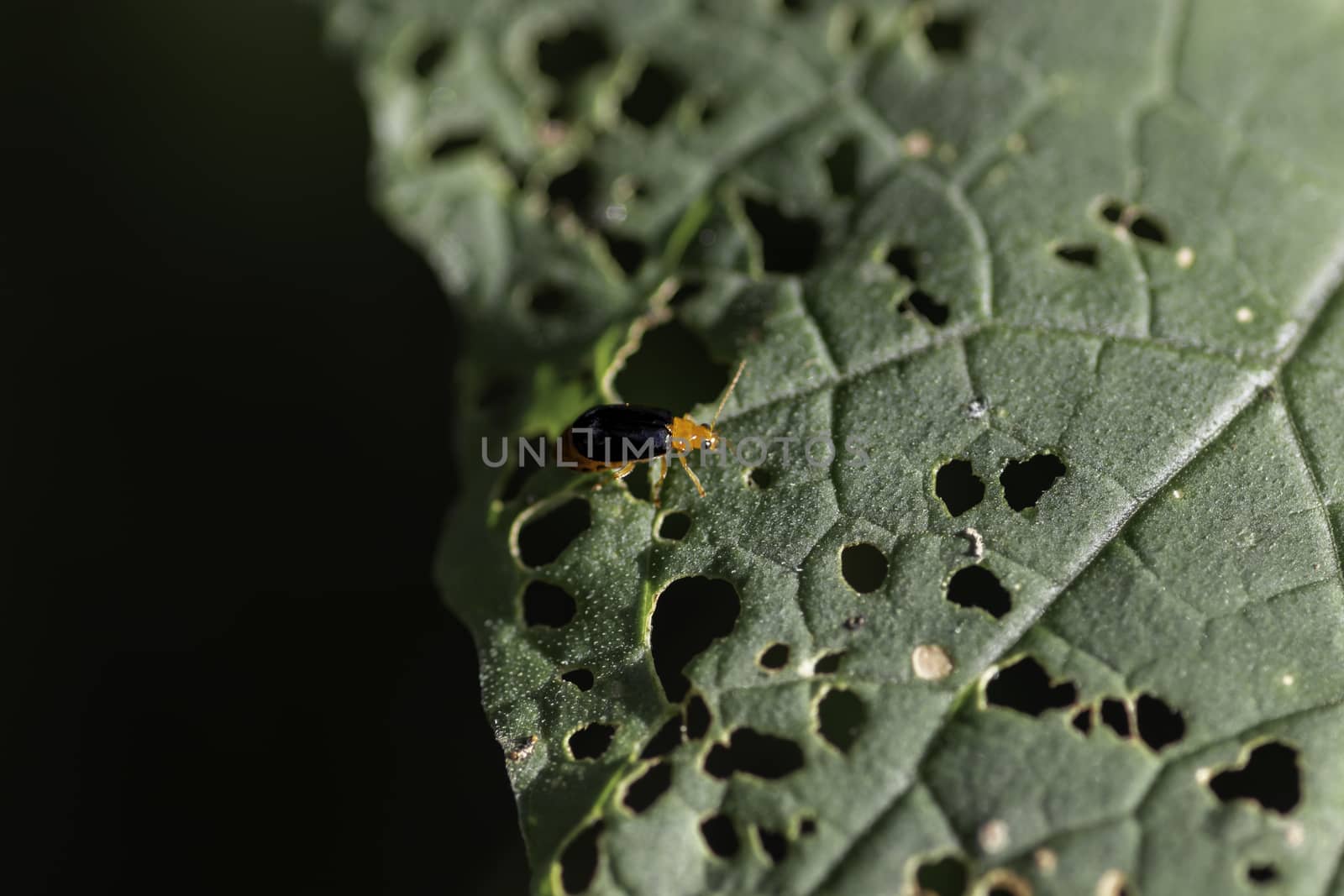 Orange Bug Eats green leaf