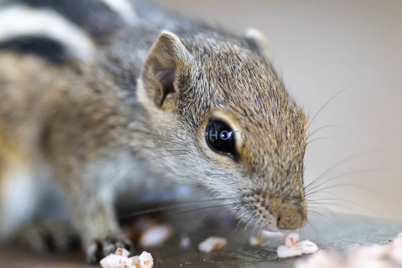 Young squirrel smelling rice on floor close up macro by nilanka