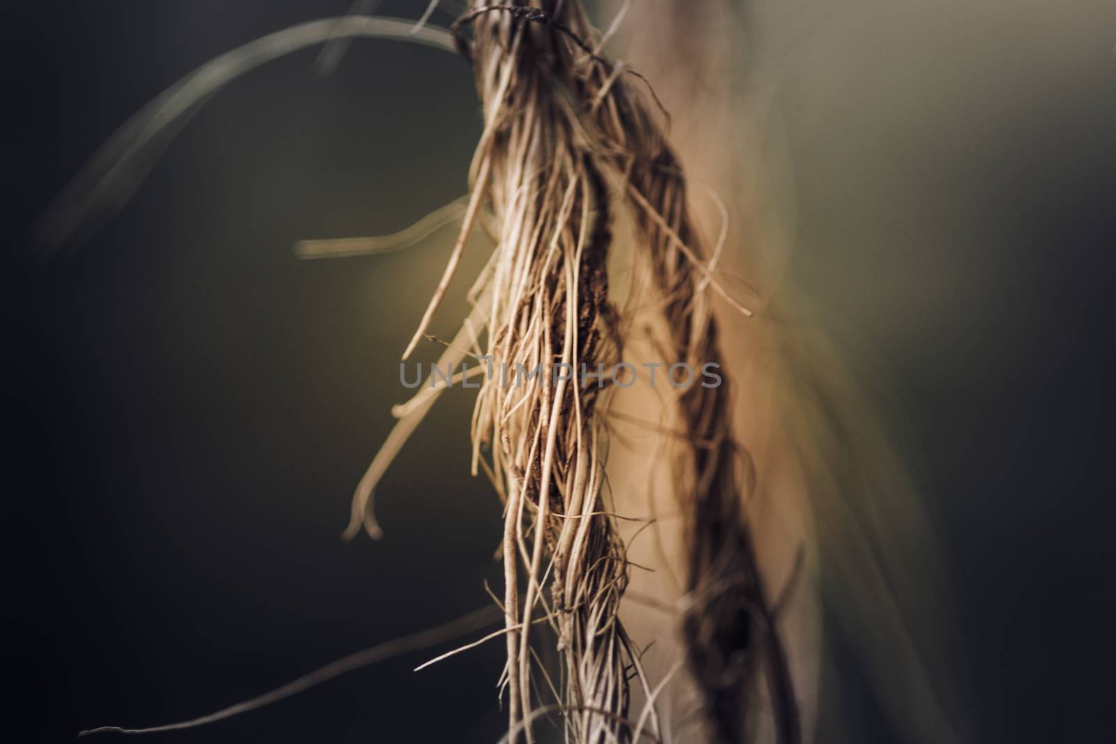 closeup root like Coir Twine macro photo