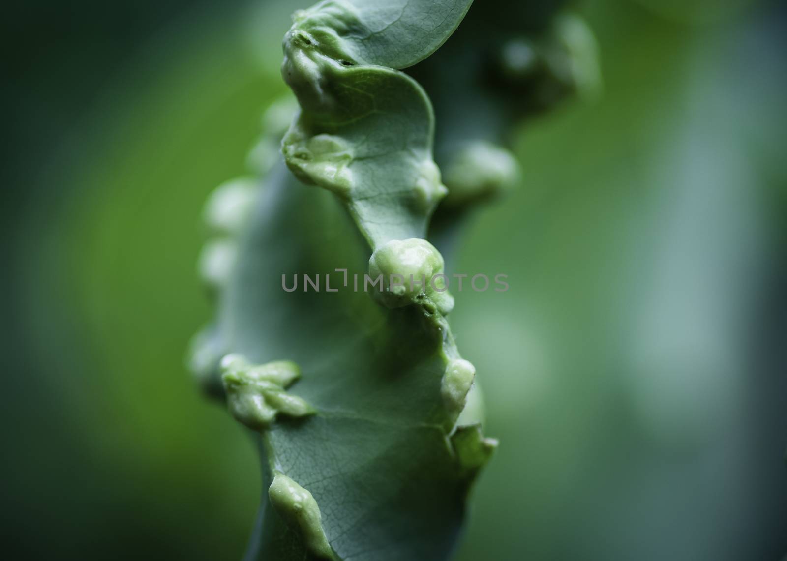 Cinnamon plant leaf disease close up macro photograph