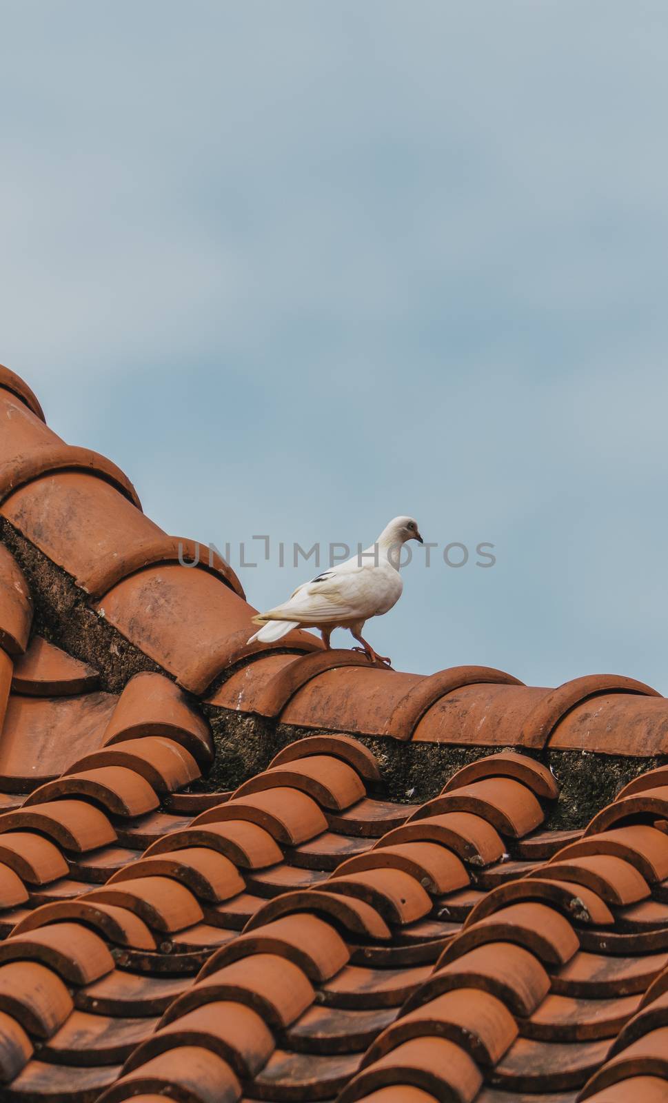 White pigeon on orange tile roof top by nilanka